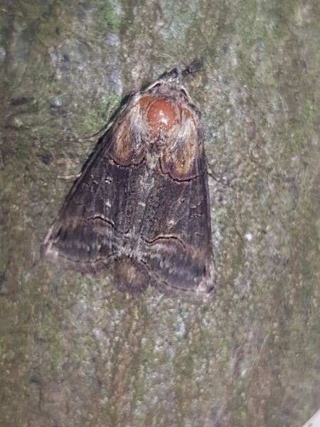 Abrostola triplasia  - Thomas Lux