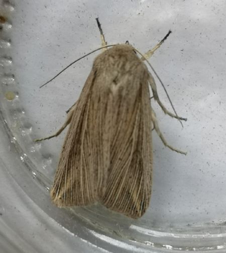 Anapoma riparia  - Françoise Rauzieres (TGB-SSNTG)