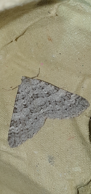 Aplocera simpliciata  - Melchior Viallet