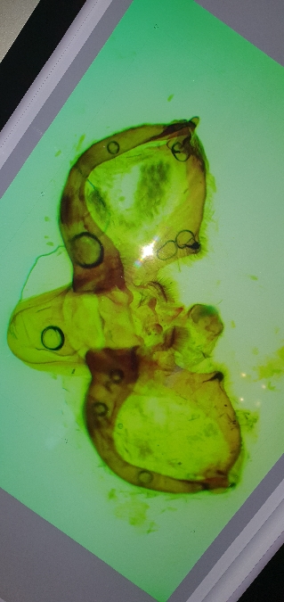 Aplocera simpliciata  - Melchior Viallet