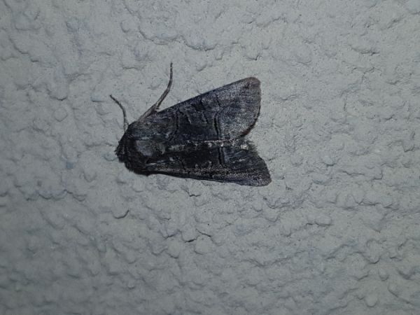 Abrostola tripartita  - Thomas Lux