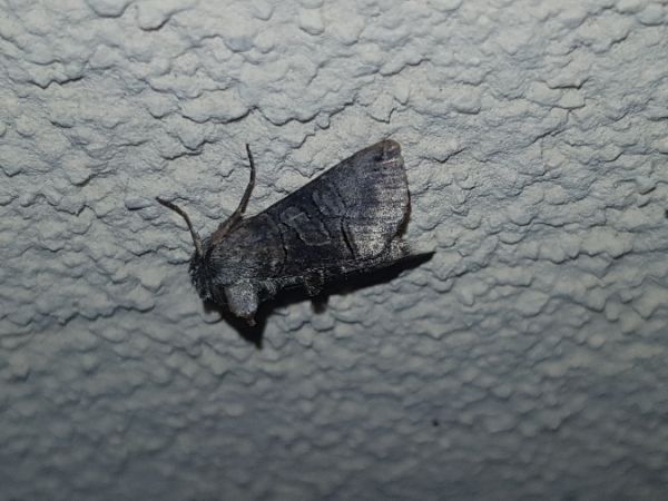 Abrostola tripartita  - Thomas Lux