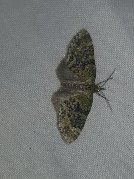 Acasis viretata  - Thomas Lux