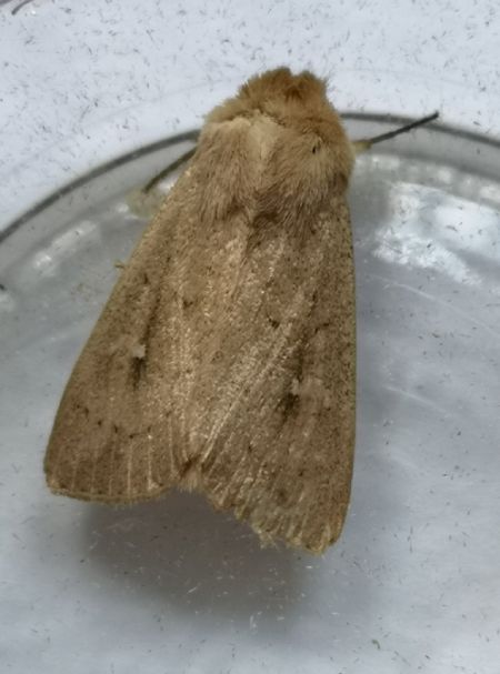Mythimna sicula  - Françoise Rauzieres (TGB-SSNTG)