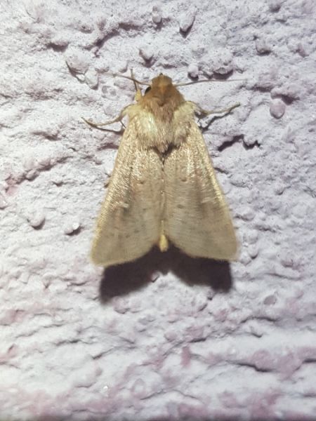 Mythimna ferrago  - Thomas Lux