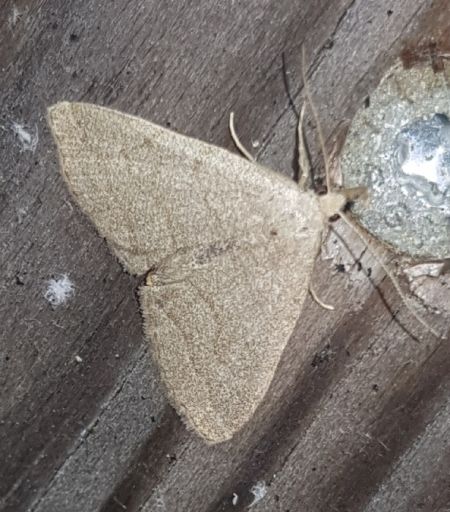 Pechipogo strigilata  - Thomas Lux