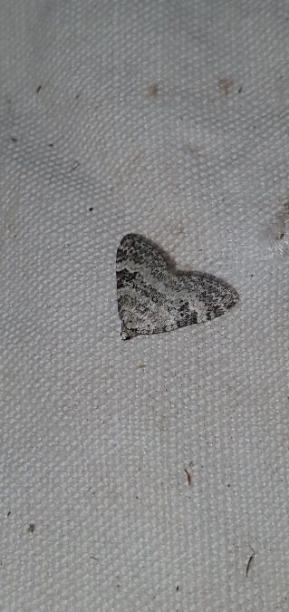 Perizoma minorata  - Melchior Viallet