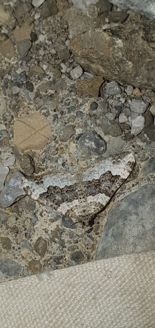 Epirrhoe galiata  - Melchior Viallet