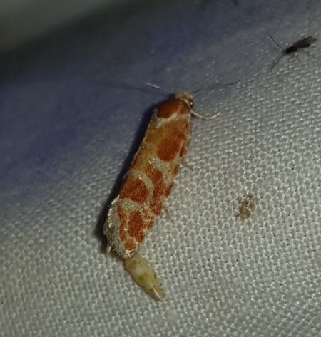 Rhyacionia pinicolana  - Thomas Lux