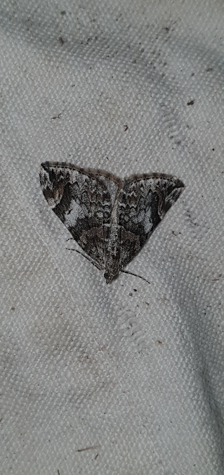 Cidarie de la myrtille  - Melchior Viallet