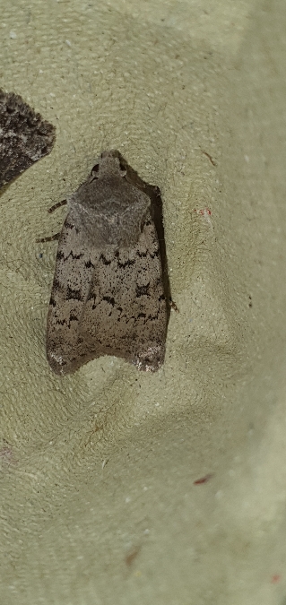 Epipsilia grisescens  - Melchior Viallet