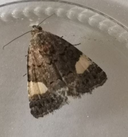 Noctuelle en deuil  - Françoise Rauzieres (TGB-SSNTG)