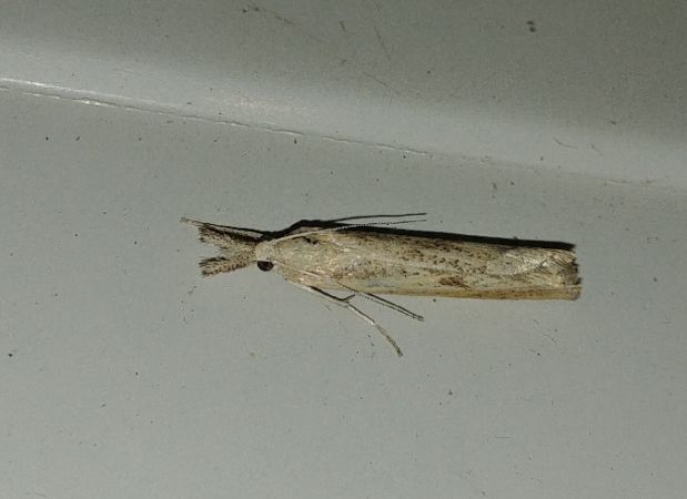 Agriphila inquinatella 