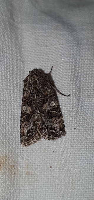 Hadula odontides  - Melchior Viallet