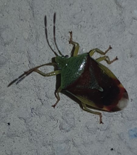 Elasmostethus interstinctus  - Thomas Lux