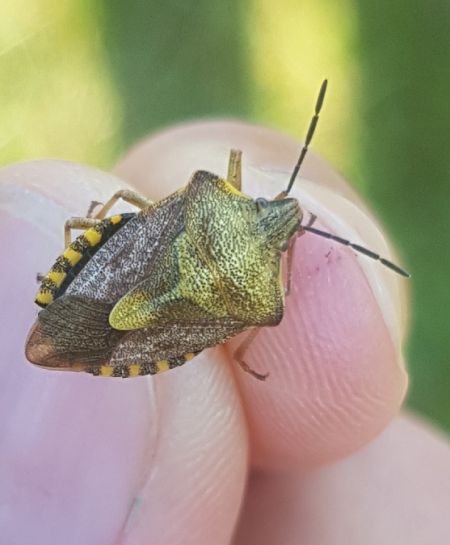 Carpocoris purpureipennis  - Thomas Lux