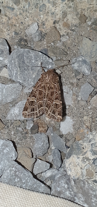 Sideridis reticulata  - Melchior Viallet