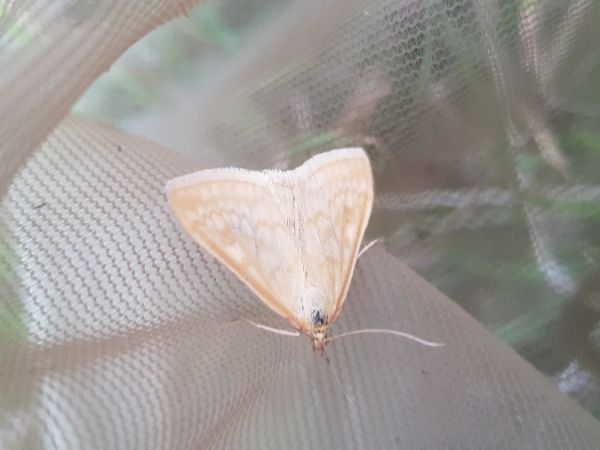 Sitochroa verticalis  - Thomas Lux