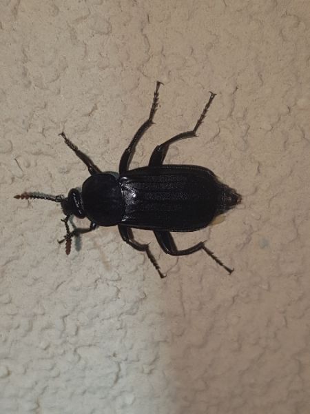 Necrodes littoralis  - Thomas Lux