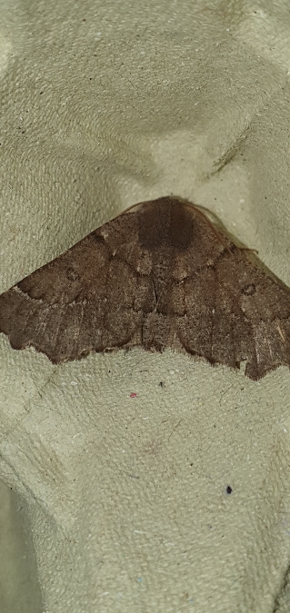 Odontopera bidentata  - Melchior Viallet