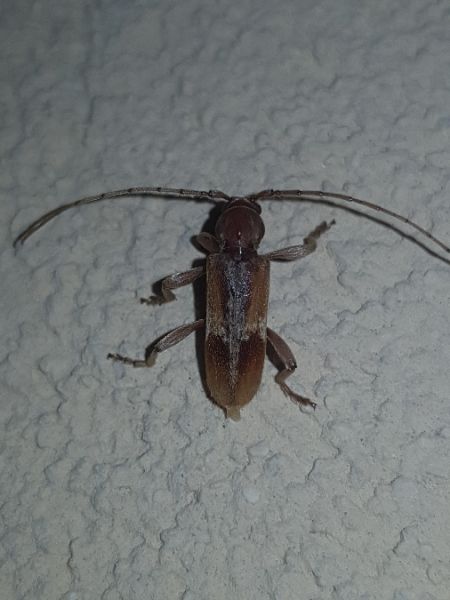 Trichoferus pallidus  - Thomas Lux