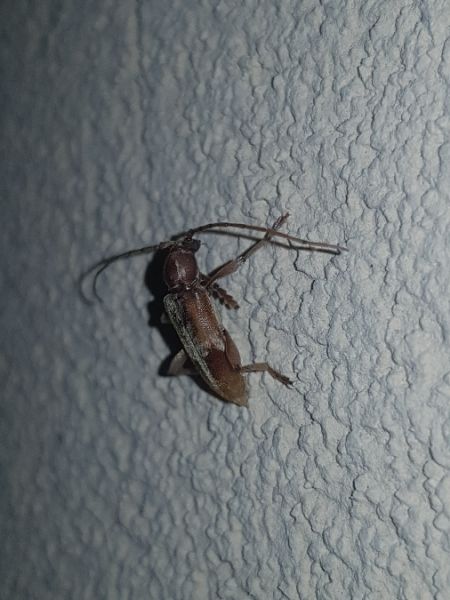 Trichoferus pallidus  - Thomas Lux