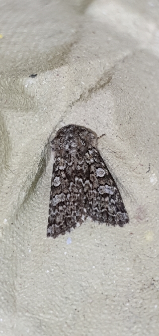 Hadena tephroleuca  - Melchior Viallet