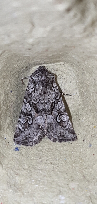 Lasionycta proxima  - Melchior Viallet