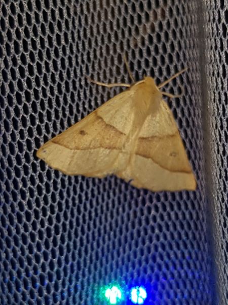 Crocallis elinguaria  - Thomas Lux