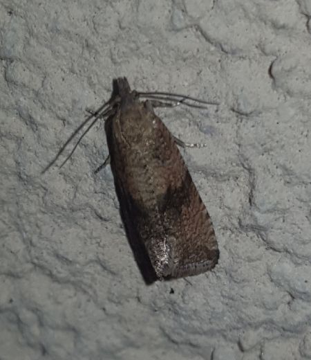 Celypha striana  - Thomas Lux