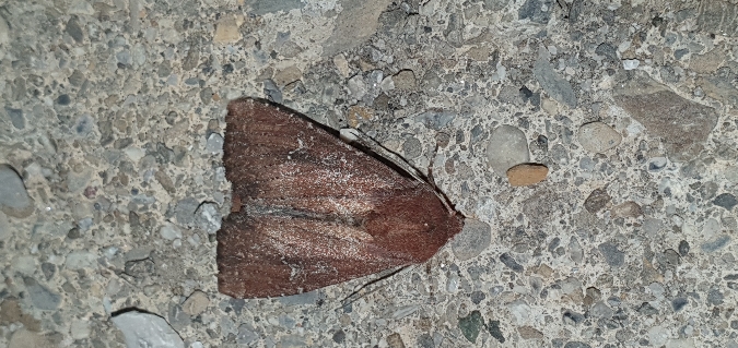 Apamea lateritia  - Melchior Viallet