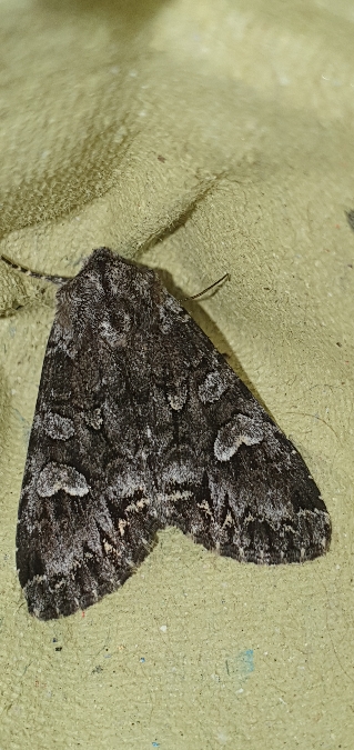 Papestra biren  - Melchior Viallet