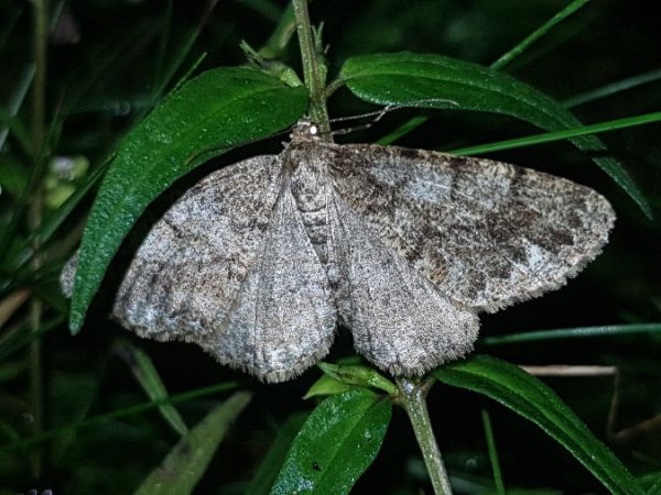 Deileptenia ribeata  - Thomas Lux