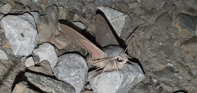 Sphinx chauve-souris  - Melchior Viallet