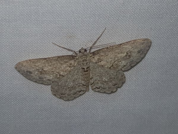 Ectropis crepuscularia  - Thomas Lux