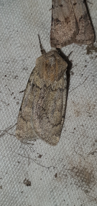 Euxoa culminicola  - Melchior Viallet