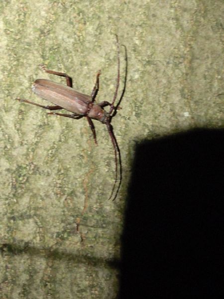 Aegosoma scabricorne  - Christian Rust