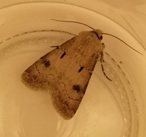 Agrotis exclamationis  - Françoise Rauzieres (TGB-SSNTG)