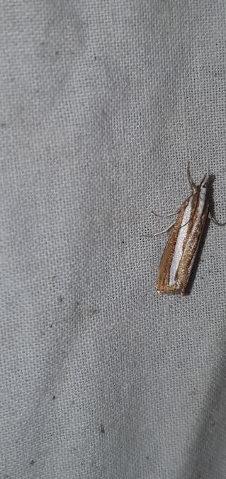 Catoptria pyramidellus  - Melchior Viallet