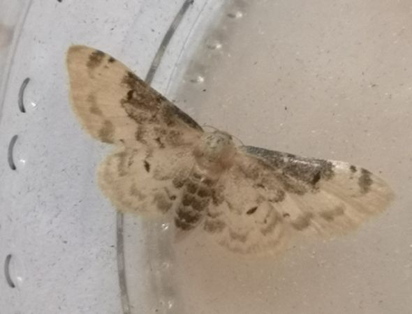 Idaea filicata  - Françoise Rauzieres (TGB-SSNTG)