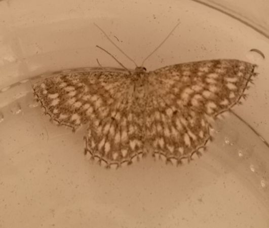 Scopula tessellaria  - Françoise Rauzieres (TGB-SSNTG)