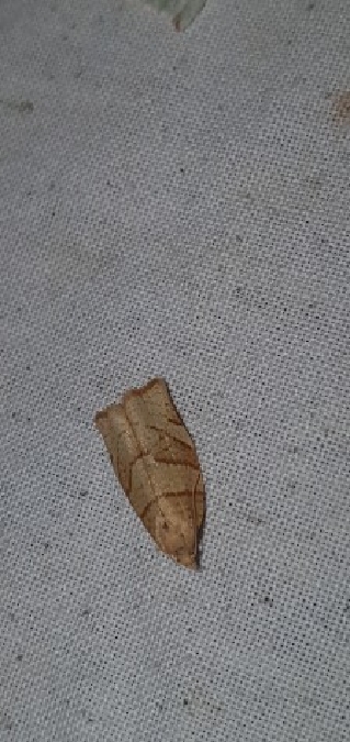 Pandemis cerasana  - Melchior Viallet