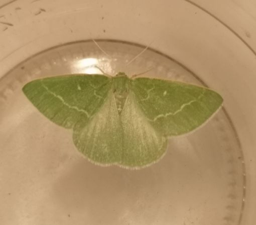 Emeraude  - Françoise Rauzieres (TGB-SSNTG)