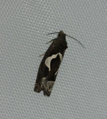 Epiblema foenella 