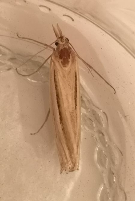 Crambus indéterminé  - Françoise Rauzieres (TGB-SSNTG)