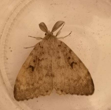 Bombyx disparate  - Françoise Rauzieres (TGB-SSNTG)