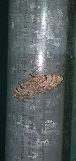 Eupithecia abietaria  - Melchior Viallet