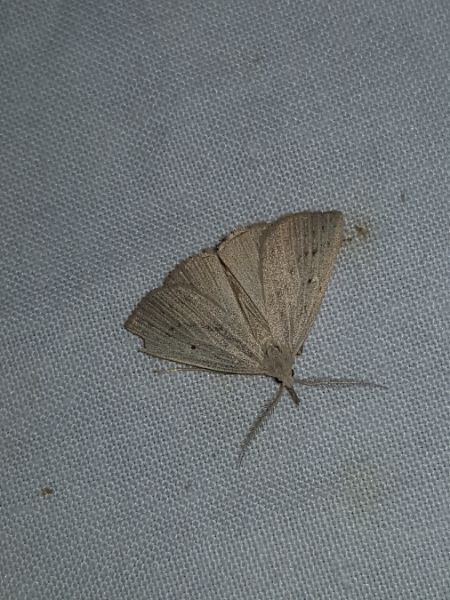 Macrochilo cribrumalis  - Thomas Lux