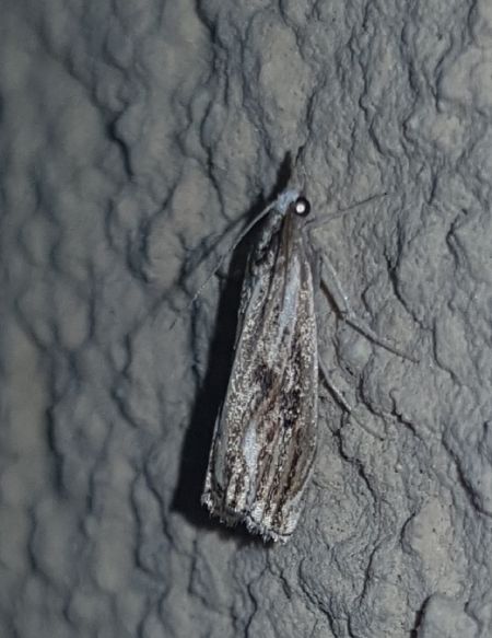 Catoptria verellus  - Thomas Lux