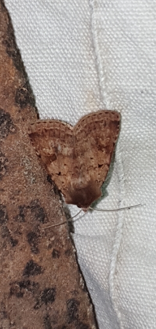 Diarsia mendica  - Melchior Viallet